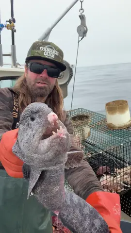 Another Beautiful Day on the Monterey Bay. The Wolf Eel Chronicles continue on the Friendliest Catch Boat, Santa Cruz California. #santacruz #natgeo #fishing #commercialfishing #fyp #eel #crab #octopus #tuna #fish 
