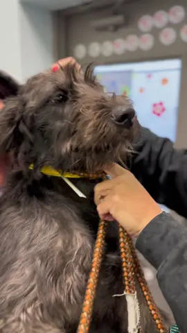 This is Juliet. We are guessing she is a labradoodle/giant schnauzer mix. She is 11 months old and does well with other dogs. She is sweet and longing for a place to call home. Is that you?  #adoptabledogs #dogadoption #rescuepup #puppiesofinstagram #dogtok #puppytok #rescuetok #furbabies #adorabledogs #dogrescue #rescuedogsrock #motleymuttsrescuenh #fureverfamily #fureverhome #happilyeverafter #adoptdontshop #labradoodle #giantschnauzer #rescuenotretail