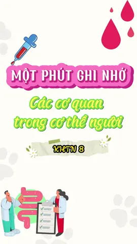 Một phút ghi nhớ Các cơ quan trong cơ thể người (KHTN 8). 2k10 lưu lại ngayyy📨#studywithme #khoahoctunhien #lop8 #sinhhoc #cothenguoi #chuongtrinhmoi #hoccung2k10 #2k10🌻 #foryoupage 