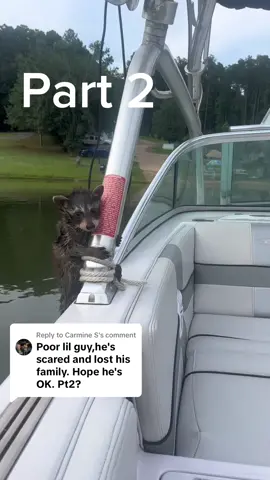 Replying to @Carmine S Over 5 million views on part 1!!!! Here is part 2! He is in good hands now! Follow for more wildlife stories by me! #raccoonsoftiktok #raccoonrescue #raccoon #raccoonbaby #lake #raccoonlife #fyp