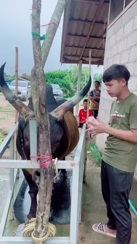 คิงคอง🐮#สนามกีฬาชนโคนาบินหลา #ช่างเอกซ่อมเขาวัว ##วัวชนเงินล้าน🏆💸 #วัวชนแดนใต้❤️ #นครศรีธรรมราชเด็กใต้ #วัวชนคนสู้🐂 #ทุ่งสง #เอกซ่อมเขาวัวByทุ่งสง 