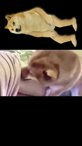 girls playing with dogs 🐕  #pet #pets #PetsOfTikTok #dog #dogsoftiktok #animals #foryou #xuhuong #fyp #cute #funny #funnydogs #dogplay