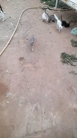 اطعام القطط او اي حيوان  له اجر عظيم عند الله