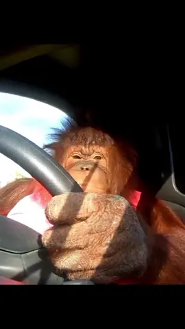 Found this Orangutan driving a little renault smart car. Mental to think that a good alot of people can't drive and this little chimp does it with no effort. Anyway. Cheers #borntobewild #orangutan #renault #smartcar 