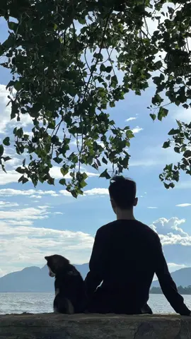 #littlemanyu #shiba #dogsoftiktok #cute 