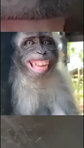 The end 🤣🤣 #funny #funnyvideos #animals #pet #dog #cat #viral #fyp #foryou 😂😂