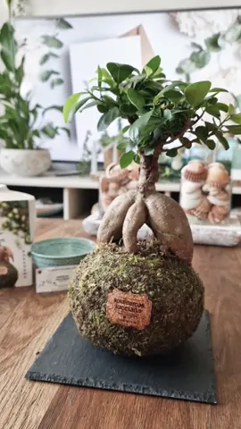 KOKEDAMA LUCCIANA ¡Hoy me ha llegado un paquetito súper especial y lleno de vida! 🌱 Es una Kokedama (significa “bola de musgo), de @kokedamas_lucciana y es una técnica japonesa de cultivo de plantas. Esta, en concreto, es un pequeño ficus que ha llegado muy bien envuelto y viene con una ficha técnica donde aparecen las características específicas que la hacen única. También he recibido también un folleto con las instrucciones para saber cómo cuidarla.  ¡¡Todas sus kokedamas están elaboradas a mano, hechas de forma artesanal!! (De dejéis de pasaros por su perfil para ver como las hacen porque es espectacular!) No ha podido gustarme más la presentación, cuidando cada detalle logrando generar un efecto wow al abrirlo. El mantenimiento es muy sencillo: Solo hay que colocar la kokedama en un bol, agregar un vaso de agua, y la bola de musgo se encargará de absorber el agua para que la planta tenga siempre sus raíces hidratadas. Cuando se seque la bola (una vez a la semana aprox) volveremos a repetir el mismo procedimiento. Además, me han ofrecido un cupón con un 10% de descuento para todos vosotros: “MAMASZULUS10”. Colab #kokedama #kokedamaslucciana #hechoamano #handmade #plantasdecasa #plantadeinterior #ficusginseng #PlantLover #ecologico@Kokedamas Lucciana 