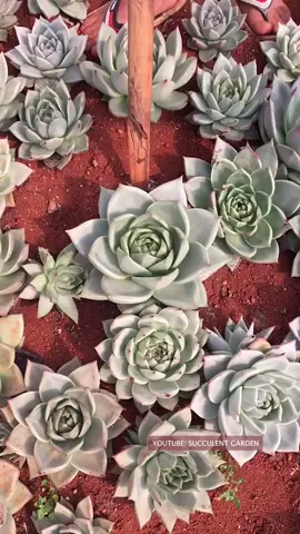 Thu hoạch sen đá 🪴 #senda #vuonsenda #succulents #xuongrong #suculentas #senđá 