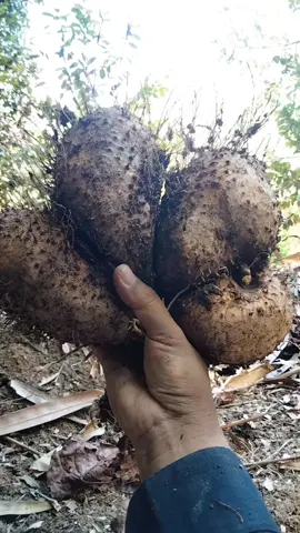 Alhamdulillah akhirnya panen gadung #gadung #keripikgadung #umbigadung #panen 