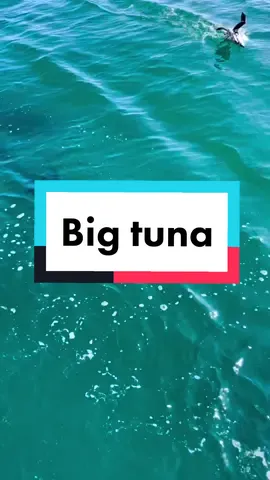 Parece até que esse atum veio na superfície para respirar o ar fresco! 🤣🤣 #atum #tuna #peixegrande 