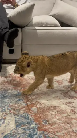 “NALA” Would you feel safe with a baby Lion in your home?  #lions #babylion #luxurycat #catsoftiktok #bigcat #roar #lioness 