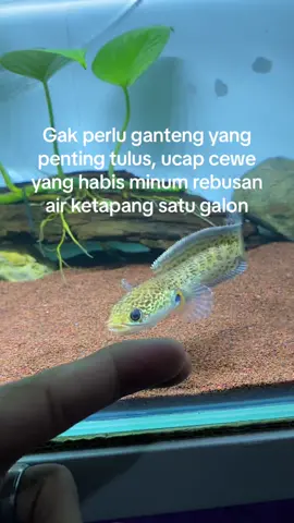 #channaauranti #channamaru #channaindonesia #fypシ 