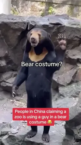 I mean, you can bearly tell… #fypシ #bear #zoo #zootok #china #sunbear #funny #conspiracytiktok #breakingnews #costumeideas 