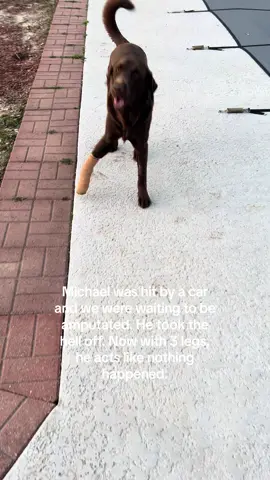 #mikethetrike #tripawd #chocolatelabsoftiktok 