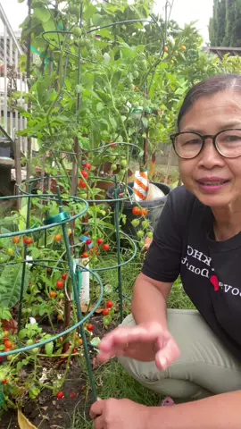 #longervideos  Enjoying my garden. #fyp #khmerusa🇺🇸🇰🇭 #garden #cherrytomatoes #longervideos 