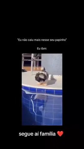 Quem nunca kk? (Segue aí família ❤️) #cachorro #caiunomeupapin #amigos #viralvideo 
