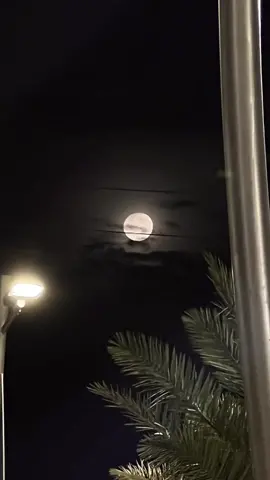 غنيت له موال وتخيرت قربه ليتني ماتخيرته #تركي_الميزاني #اكسبلورر #fyp #4u #شعر #لهشتاقات_للشيوخ 