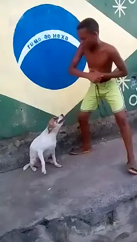 dancing dog🤣🤣#braziliandog #dogsoftiktok #dancingdog #viralvideo 