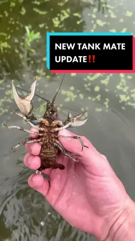 How will these two get along??? @PlainsFishing #gusthebass #crawdad #crawfish #sunfish #nebraska 