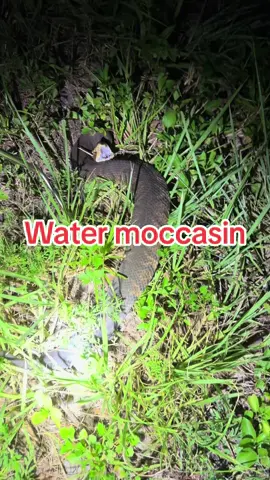 I found a beautiful Water Moccasin snake!  #snake #fyp 
