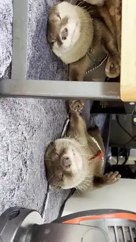 Otter Couple Sleeping Hand in Hand #foryou #fyp #otter #cuteanimals #cutepet #cutepets #waterdog #waterdogs #watercat #shorts #clips #clip #viral 