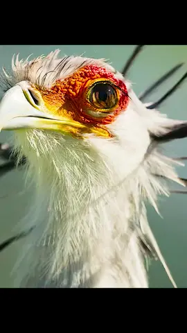 #animalnature #tiktok 