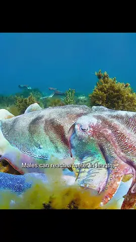 #animalnature #tiktok 