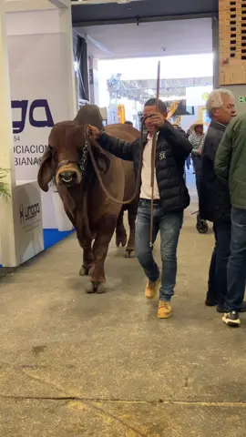 Lucio haciendo presencia en Agroexpo2023#brahman #ganaderiasanrafael #agroexpo2023 #corferias #caucasia #bogota #mejoramientogenetico #fiv #colombia #brahmanpuro #fyp #machos #padrote 