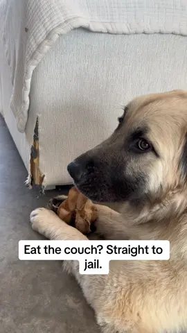 Time served! 🚔🚨👮‍♀️ #greatpyrenees #germanshepherd #dogsoftiktok #dogmom #puppy #chewing #furbaby #dogproblems #eatingthecouch #teething #relateable #fyp 