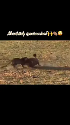 #nature #wildlife #spiceyelle #africa #animals #animalsoftiktok #safari #gamedrive #adventure 