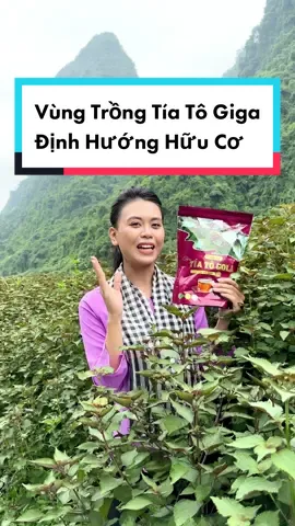 Vùng trồng dược liệu tía tô Giga được trồng từ vùng núi phía Tây Bắc và định hướng hữu cơ #tratiato #tiato #giga #gigaherbs #trà #tiatogold 