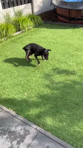 Tornado alert 🌪️ IG @minibull.billie 🔔Turn on post notifications so you never miss a new post 🔔 . . . #minibullterrier #minibull #minibulllover #minibullterriersofinstagram #minibullterriers #minibulli #miniatureenglishbullterrier #miniaturebullterrier #bullterrierminiature #bullterrierminiature❤️ #ebt #mbt #ebtlove #ebtofinstagram #englishbullterrierlove #englishbullterrierclub #englishbullterriers #bullterrierdog #bullterrierfun #bullterrierworld #bullterriersaroundthe🌎 