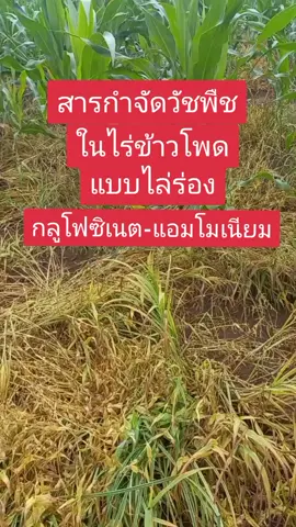 หมดปัญหาหญ้ารก#คายีซาเรสแกลอนเหลือง #สารกำจัดวัชพืช#นายหน้าtiktok #tiktokshop #รีวิว#เกษตรกรรุ่นใหม่🌽🌽🌽 #ช่วยเปิดการมองเห็นให้หน่อยนะtiktok🤣🤣 @อาทิตย์  บุญนาค 