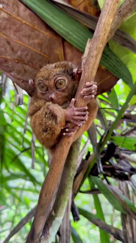 Tarsier in Bohol #tarsier #bohol #travel #fyp 