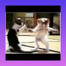 القط الذى يرقص و يصفق على اغنية ندى حبيبة بابا واضحك الجميع Il gatto che balla e applaude sulla canzone di Nada, Habiba Baba, e tutti ridono The cat who dances and claps on Nada's song, Habiba Baba, and everyone laughs #shico_family #gatto #القط #يرقص #balla #dances #canzone #song #canzonedivertente #animal #animale #اغنية #video #tiktok #shorts