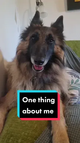 ¡Perdóname por el final, Danil! 🤣 Cuando Arena se pone a repartir #beef no hay quien la controle.  #onethingaboutme #Arena #perro #perros #humor #comedia #familiamultiespecie #perrosenacogida #filtrodevoz #pastorbelga 
