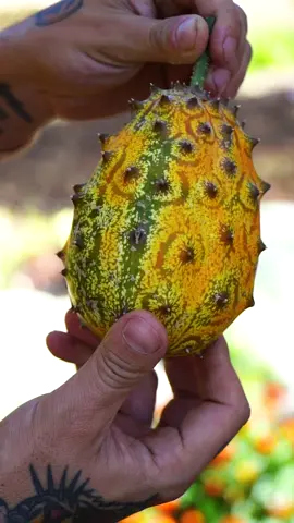 Kiwano jelly melon! Aka the african horned cucumber #fruit #growingfood #gardening #fyp #allotment