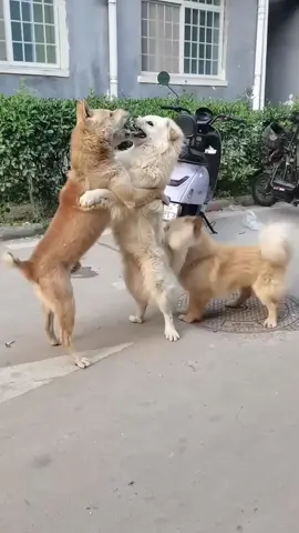 #cat #dog #dogandcat 