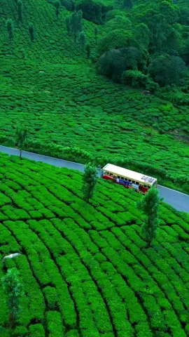 Munnar, Kerala.... 😍😍👌👌💞💞❤🥰🥰🥰#noufal_kl10 #സഞ്ചാരി #യാത്രയെ_പ്രണയിച്ചവൻ #മലപ്പുറംകാരൻ #godsowncountry #kerala #nature #പ്രകൃതി #yathra #traveling #travel #bullet #royalenfield #malappuram #ksa #jeddah #dxb #dubai #mallu #usa #india #indian #uae #munnar #kerala #munnardiaries #idukki #idukkikaran #idukkikari 