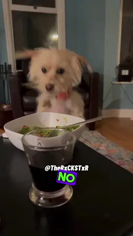 What Can I Eat? 🗣️ RxCKSTxR #foryoupage #talkinganimals #funnyvoiceover #talkingpets #rxckstxr 