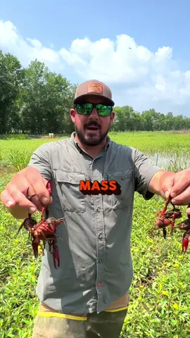 🦞🕊️ The birds like the crawfish tails just as much as we do ¯\_(ツ)_/¯  #crawfish #louisiana #farmlife #cajun #AnimalFacts 