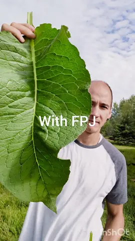 Growing big healthy plants with little to no money. Use fermented plant juice. #FPJ #organicfarming #naturalfertilizer 