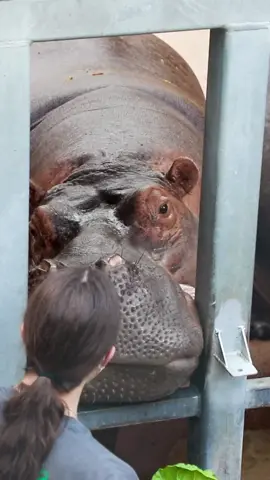 When you’re groggy but still down to snack 😂🦛 #animals #hippo #cuteanimals #fyp #foryou