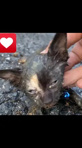 Kitten Abandoned 😢 #fpy #fyp #fypシ #animals #animalsoftiktok #cat #cats #catsoftiktok #kitten #abandoned #perte #neiperte #gatto Gattino Abbandonato nel Fango 