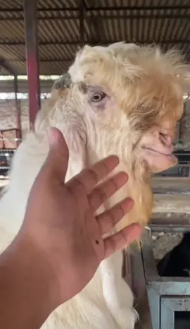 JamnaPari Andu Breeder #goatsoftiktok #goats #goat🐐 #bakrifarming #beetalgoats #beetalgoatslovers #jamnapari #jamnaparigoat #jamnaparicross #Punjab #Pakistan 