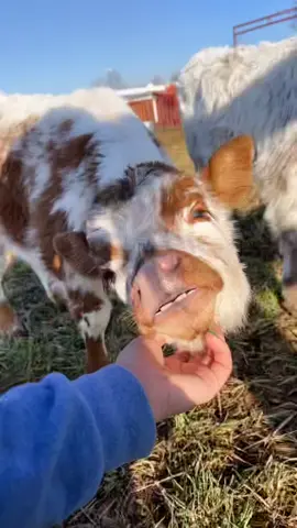 Scratches are always promised ! #fyp #viral #cute #fypシ #minimooos #trending #pasturepuppy #minicows #minicow #cute