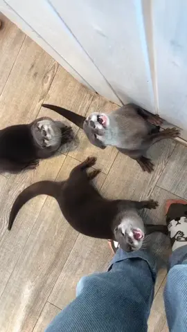 🦦💞 #TheOtterParadise #otter #foryou 