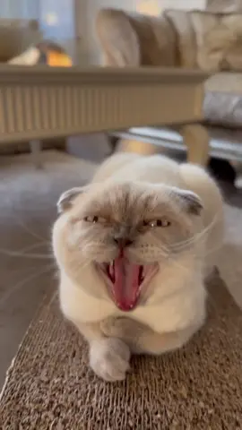 التثاؤب عند القطط#قطط #قطتي #قطط_مصر #قطط_الجزائر #قطة #cat #catsoftiktok #kitten #viraltiktok #explore #fyp 