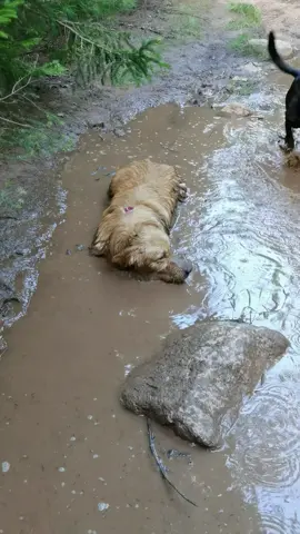 At least he's having fun. 😂 #muddydogs #dogwalker #goldenretrievers #viral 