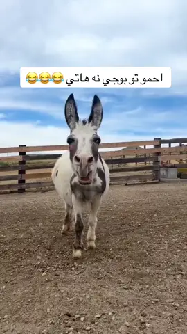 😂😂 دي وه ره احمو 😂#دهوك_زاخو_سليماني_ئاكري_ئامیدی_هولیر #زاخو_دهوك_هولير_سليماني_ئاكري_سيمي 